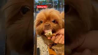 How we take our dog in a mall youtubeshorts dog moa youtubeshorts playtime happy [upl. by Heeley]