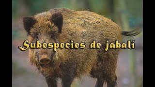 Subespecies de jabalí [upl. by Emirak883]