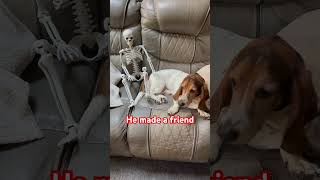 Skeleton Sam has a friend halloweenskeleton halloween bassethound [upl. by Halsy]