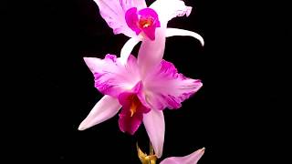 Laelia anceps var lineata [upl. by Ariait]