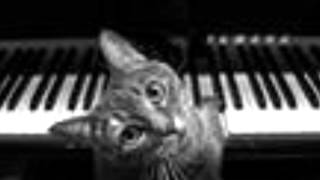 Frank Mills  Kitty On The Keys [upl. by Aitram]