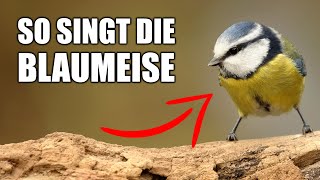 Blaumeise  Vogelstimmen lernen [upl. by Bonaparte]