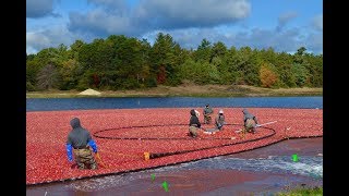 Cranberry harvesting season at Massachusetts farm largest growerowner for Ocean Spray [upl. by Ahsatan322]