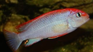 African Cichlid Species  Pseudotropheus sp quotPerspicax Red Capquot Ndumbi [upl. by Eelta117]