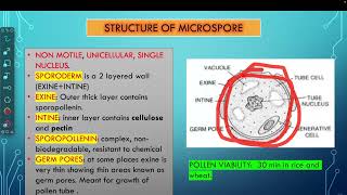 microsporogenesis  Structure of microsporeStructure of pollen grain [upl. by Madel124]