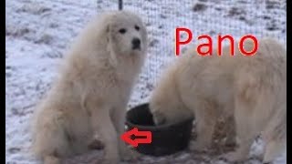 Panosteitis quotPanoquot in LGDs  Livestock Guardian Dog Management [upl. by Mortimer]