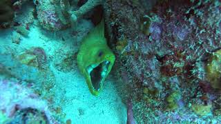 Monster Green Moray 71824 [upl. by Griff]