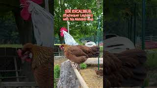 quotSir Excaliburquot the Exchequer Leghorn rooster crowing on our farm chickens hühner gallinas [upl. by Sral]