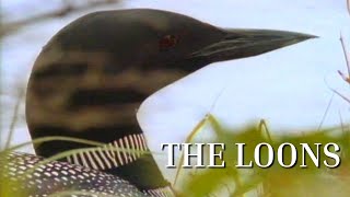 The Loons [upl. by Ytsirc]