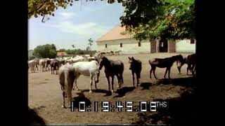 Lipizzan ponies  Yugoslavia  1990s Slovenia  Lipica Stud Farm  Wish you were here  1990 [upl. by Minni]