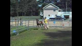 Training a Chincoteague pony to lead [upl. by Eggett789]