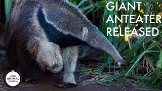 Giant anteater released into the wild in South America [upl. by Seibold]