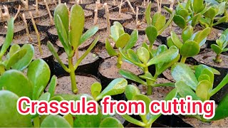 crassula plant from cutting succulent plant ep 34 [upl. by Aleyak]