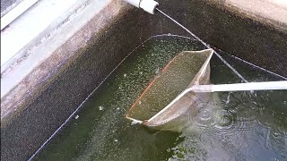 Panen Larva Ikan Nila Hasil Melimpah [upl. by Oirevlis116]