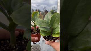 Zenzi the dwarf zz plant root rot rescue [upl. by Phaidra]