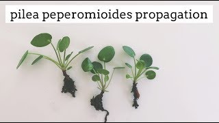 pilea peperomioides propagation  easy care house plant [upl. by Morocco508]