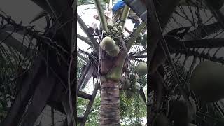 Tuba made coconut vine  туба изготовление кокосового вина [upl. by Sikorski]