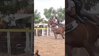 Horse riding horseriding equestrian horse chonafact fact youtubeshorts shortvideo trending [upl. by Damales]