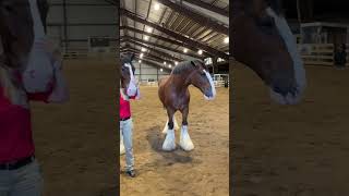 Budweiser Clydesdales [upl. by Florry]