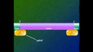 DNA TRANSCRIPTION AND MRNA SPLICING CAPPING TAILING [upl. by Etnoel]