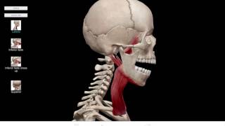 LearnVisible Body  Mandible Elevation and Depression [upl. by Ycnaf]