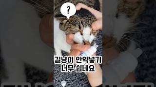 고양이 안약넣는게 일케 쉬운가요 고양이안약 고양이눈병 [upl. by Marice]