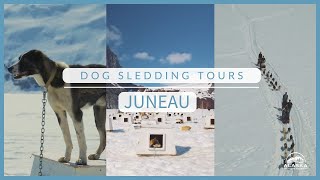 Best Dog Sledding Experiences in Juneau Alaska [upl. by Racklin]