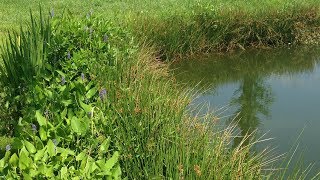 Plants for Pond Erosion [upl. by Zielsdorf]