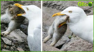 30 Brutal Moments Of Birds Fighting Their Prey  Animal Fight [upl. by Nnair765]