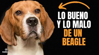 BEAGLE VENTAJAS Y DESVENTAJAS de tener uno [upl. by Anipsed575]