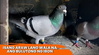 ISANG ARAW LANG WALA NA ANG BULUTONG NG IBON [upl. by Sivahc]