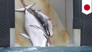 Japan to resume commercial whaling after leaving IWC  TomoNews [upl. by Henden]