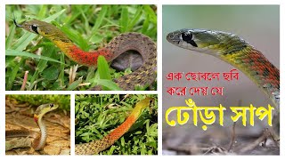 লালগলা ঢোঁড়া দেখলে শতহস্ত দূরে থাকুন এ সাপে ছুঁলে বাঁচাবে কার সাধ্যি [upl. by Dalohcin]