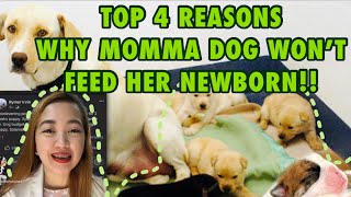 TOP 4 REASONS WHY MOMMA DOG STOPS FEEDING HER NEWBORN PUPS  Bakit ayaw na magpadede ni mommy dog [upl. by Ecidnak]