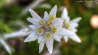 EDELWEISS VINCE HILL [upl. by Einahets539]