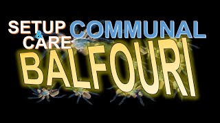 BALFOURI COMMUNAL Set up amp Care  PART 1 [upl. by Laniger]