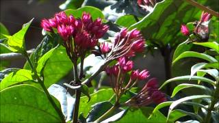 Beautiful Flower  Clerodendrum splendens  Flaming Glorybower [upl. by Conlan]