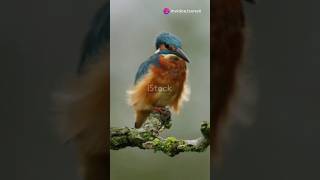 Kingfisher Ki Rangeen Pankh 🐦🐦🐦🐦 shorts birds [upl. by Hume397]