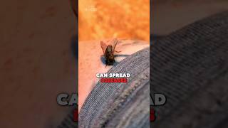 Horse Fly Facts You Need to Know😱 [upl. by Ellevel]