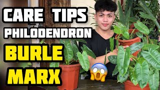 HOW TO CARE PHILODENDRON BURLE MARX  PAANO ALGAAN ANG BURLE MARX PHILODENDRON PLANT [upl. by Northey]