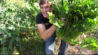 HD REUPLOAD GIANT Celery and Wildlife Abound  MIgardener [upl. by Anialad]