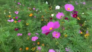 How I made a beautiful wildflower meadow from my lawn It’s easy [upl. by Rimidalv]