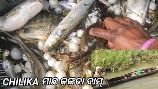 ଚିଲିକା ମାଛ କଙ୍କଡା ଦାମ Chilika fishing Indians largest lake fishing vlog MrChilikaVlogs [upl. by Azrim]