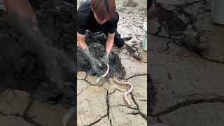 He find 2 snake fish😨 [upl. by Ivzt402]