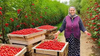 Grandma Ulduzs Life Making Organic Cornelian Cherry Jam and Natural Juice [upl. by Herb]