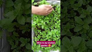 Mint in my kitchen garden  🤩🥰😍 gardening nature relaxing [upl. by Duarte]