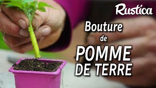 Bouture de pomme de terre [upl. by Isej]