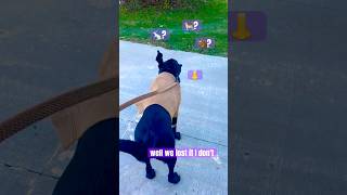 Tracking a Scent with my Hound Mix labmix blacklabs doglover doglife shorts [upl. by Romola]