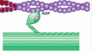 Myosin is Thick Actin is Thin [upl. by Eirrahs]