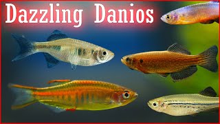 Dashing Danios 8 Species For Your Aquarium [upl. by Aened710]